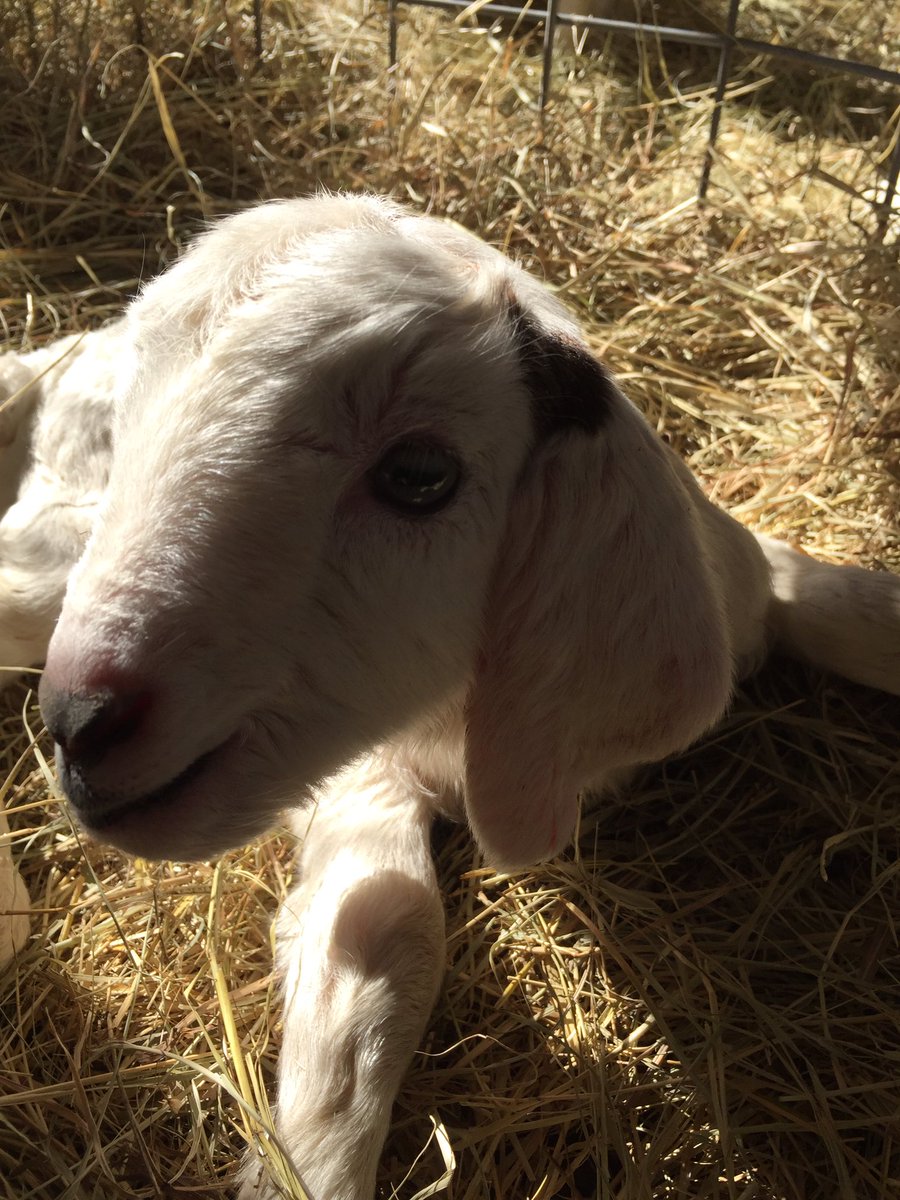 RentARuminantTX's tweet photo. The kids have arrived! Introducing George. #rentagoat #rentaruminant #rentaruminanttexas #rentagoattexas #babygoats https://t.co/UIZiylXvXU