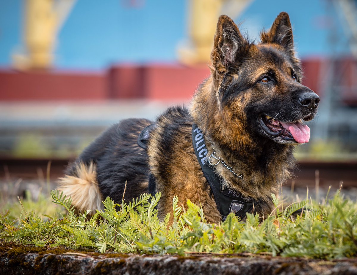 VPDCanine's tweet image. #RIP Police Service Dog 0891 Lupo
Warrior. 
Partner. 
Family member. 
Guardian of the Night.
#Kilo74