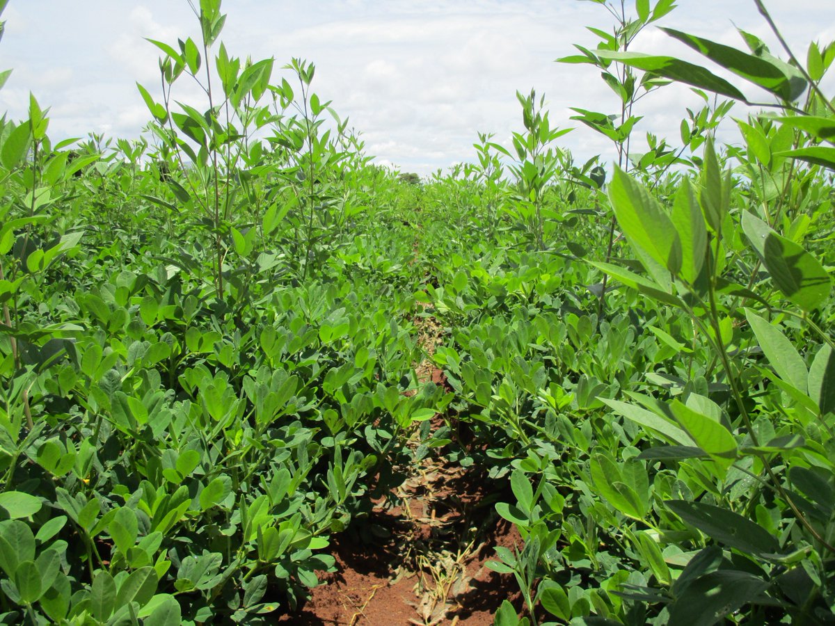 BusyBeeChris's tweet photo. Doubling-up groundnuts with pigeonpeas provides food, nutrition and income - now and in the future @CIMMYT @BusyBeeChris @IdrisTitus https://t.co/J20DQv9t5P