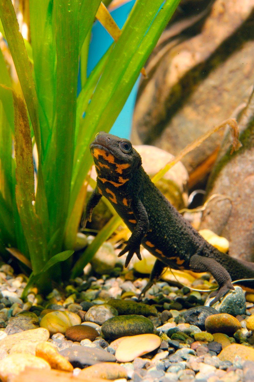 葛西臨海水族園 公式 Twitter પર 情報資料室のアカハライモリを見て ヤモリ という人 トカゲ という人 カエル という人 飼ってる という人 本当に様々な反応があります イモリはカエルと同じ両生類ですよ ふきゅー 水辺保全