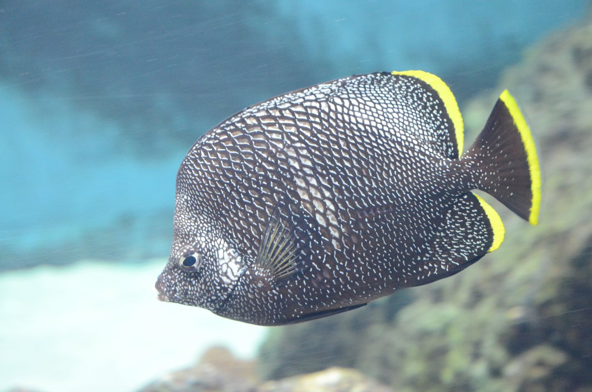 葛西臨海水族園 公式 در توییتر 小笠原の海を代表する魚といえばユウゼンでしょう このたび ユウゼンの群れを展示しました 3 2の開園へ向け さらに見ごたえのある展示で みなさまをお待ちしております し かさりん