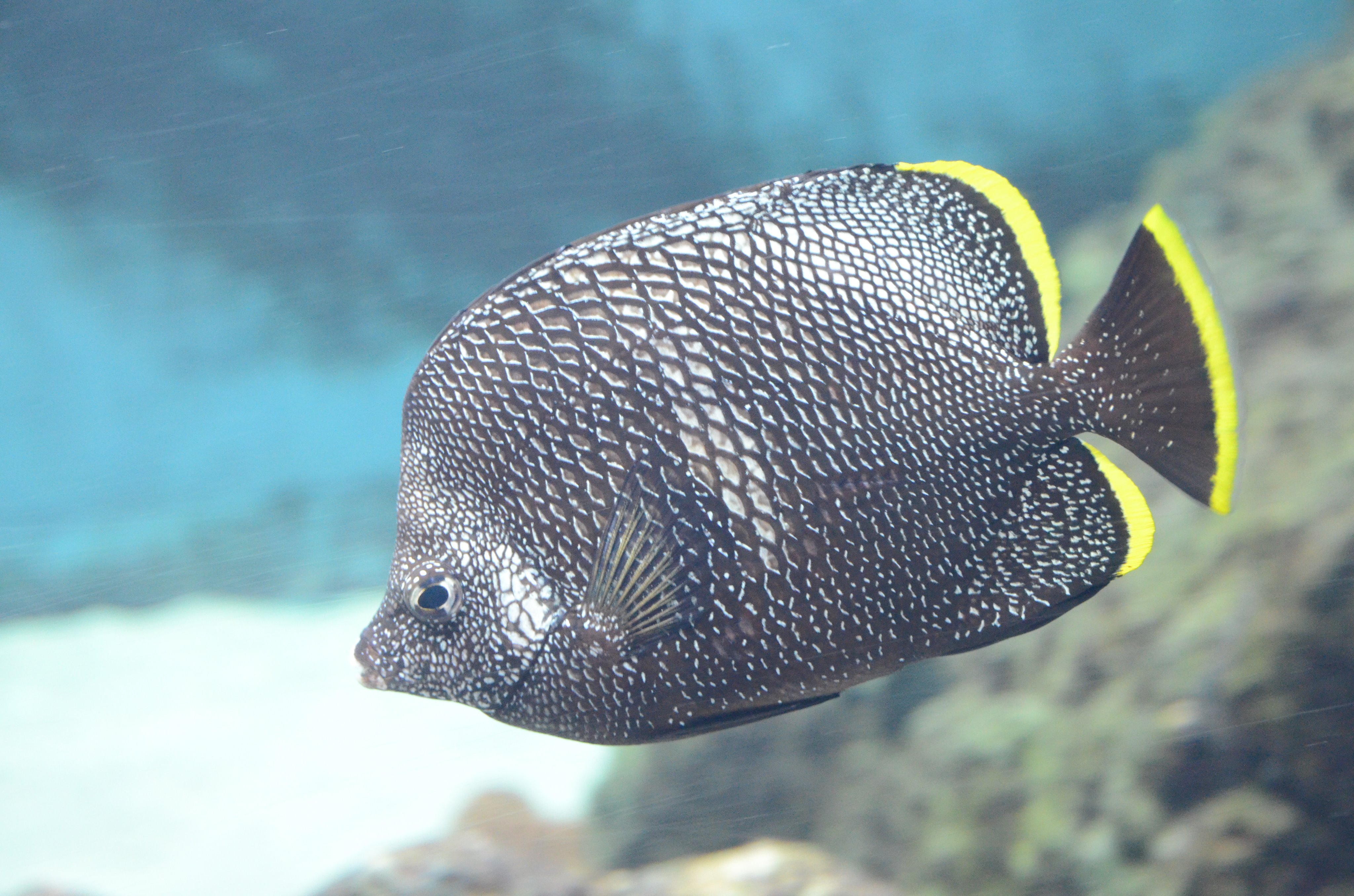 葛西臨海水族園 公式 小笠原の海を代表する魚といえばユウゼンでしょう このたび ユウゼンの群れを展示しました 3 2の開園へ向け さらに見ごたえのある展示で みなさまをお待ちしております し かさりん T Co 2qdulngro1 Twitter