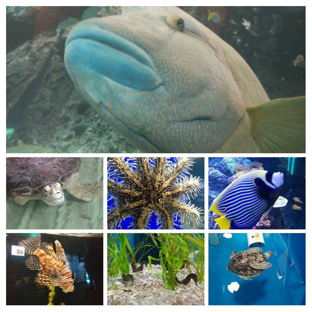 pete_cowman's tweet photo. Some #FeatureCreatures from @reefhqaquarium - #turtleHospital #coralReeffish #CoTS https://t.co/Ii25TXnfBw