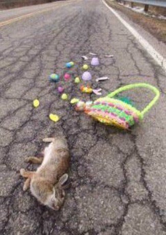 Patty_Templeton's tweet image. #MyBiggestProblem I ran over the easter bunny