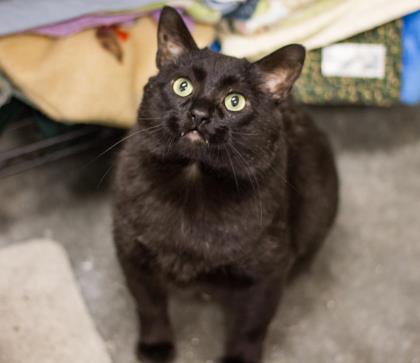 Craig and his adorable little fangs are poking out to say hello- he's friendly and looking for an indoor-only home!  ow.ly/wFGW308TJ9v