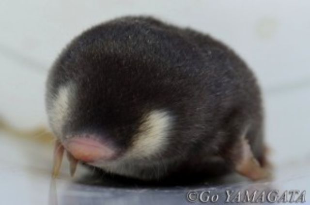 ヶヶ たけ Sur Twitter それよりもさぁ サバクキンモグラがさぁ スーパーかわいすぎてさぁあ 思わずlineのアイコンにしたから見て 砂漠の珍獣 サバクキンモグラ カワイイ