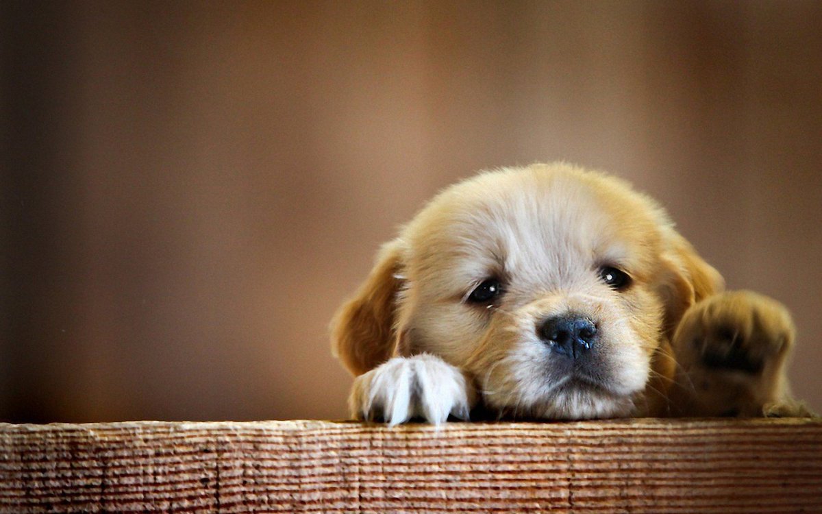 BankAccountHelp's tweet image. What&apos;s better than getting a new puppy?
Finding over a thousand quid in your Bank Account!
Are YOU owed money back?
MoneySmartCo.com