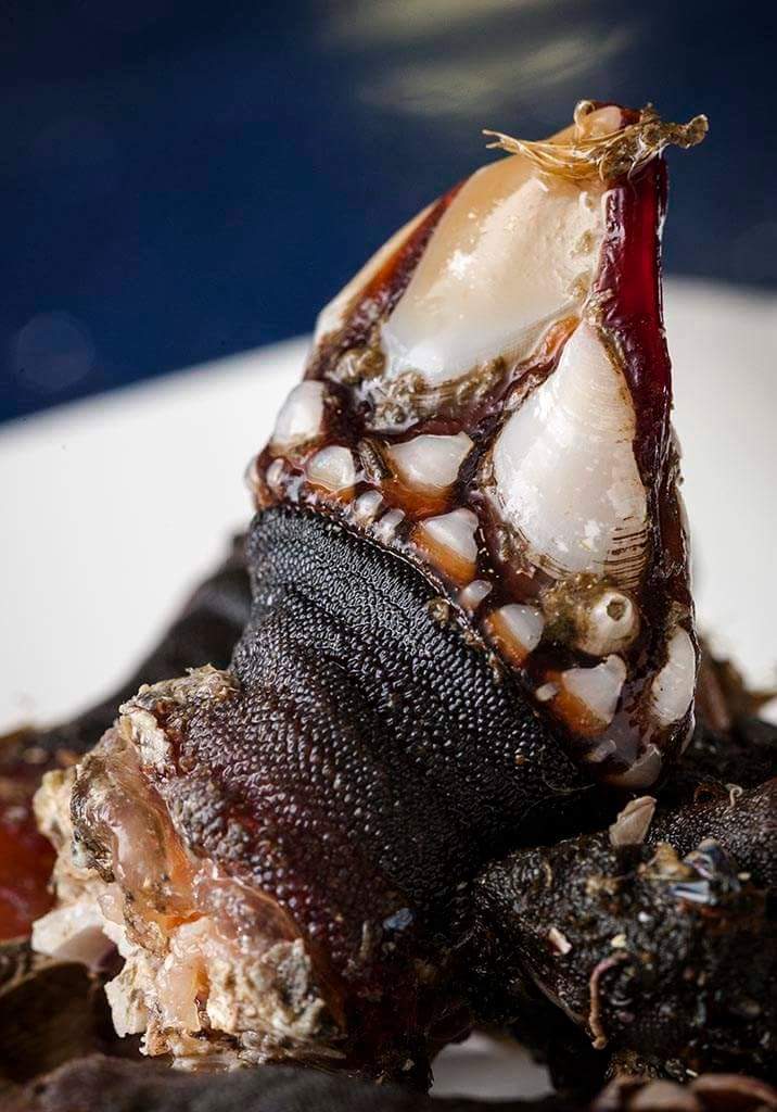 AdrianJMcManus's tweet photo. The most prized of all Galician crustacea #percebe #gooseneckbarnacle #TastesoftheSea  #sabeamar 
Photo originally shared by  @YAYODAPORTA https://t.co/O2ByBSOrUQ