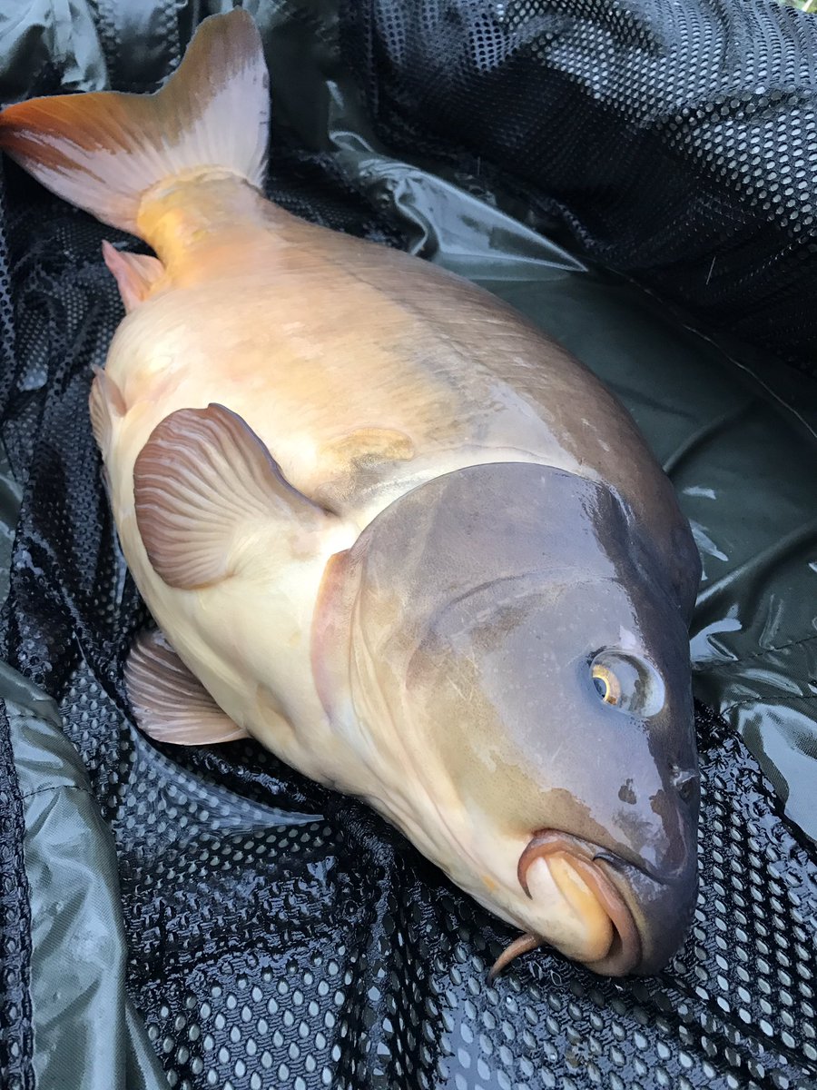 ChurchwoodFish's tweet photo. Local angler Neil Preston with a pristine Churchwood Mirror this freezing cold morning. House @CW_Baits Winter White Pop-Up #carpfishing❄️❄️ https://t.co/liJmiOq0UI