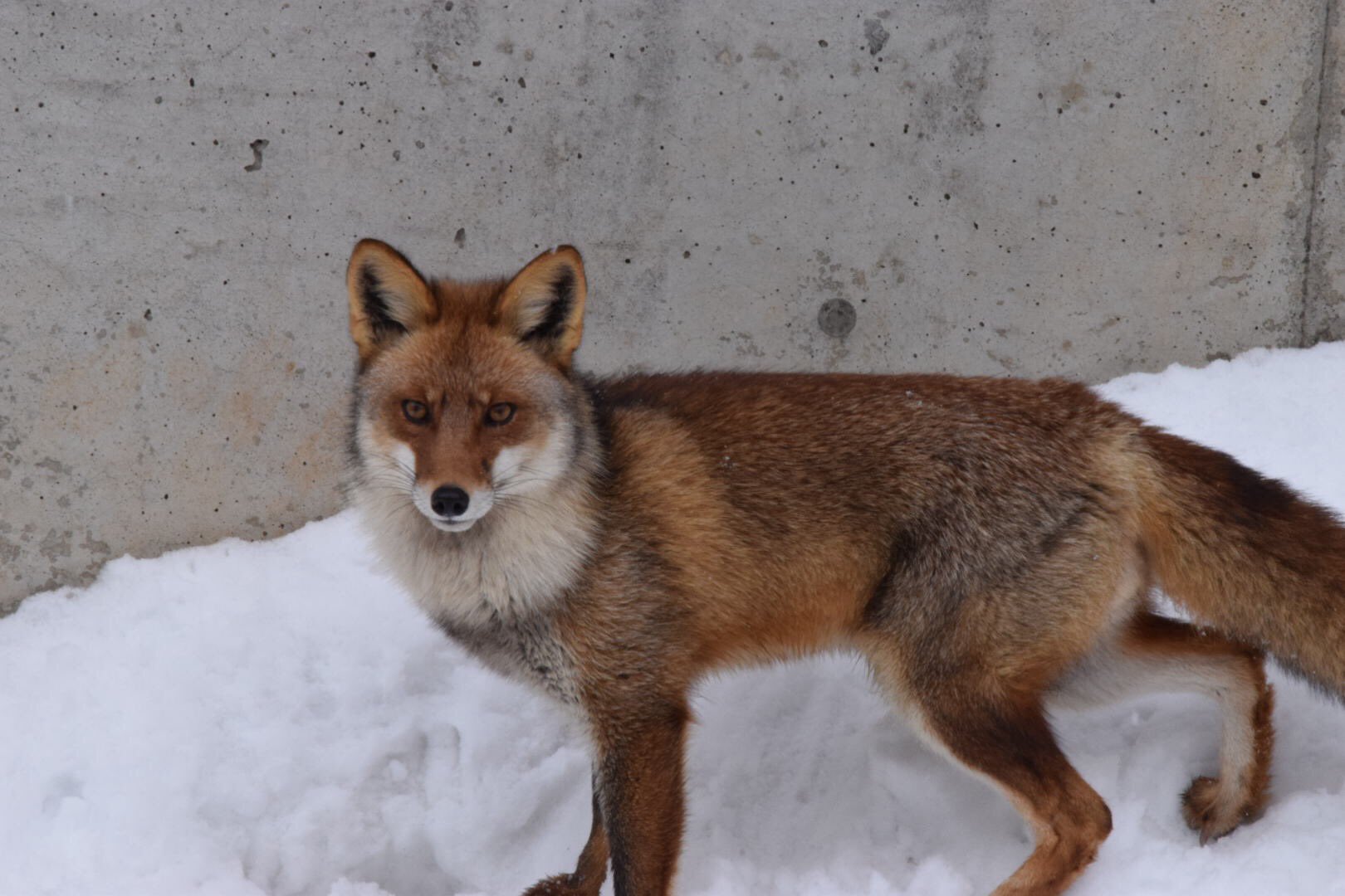 あおね 人生で初 生で狐を見ました 可愛くてかっこいい動物ですね こりゃ惚れますわ W 写真撮ってる人と繋がりたい 狐 キツネ 動物 写真好きな人と繋がりたい カメラ好きな人と繋がりたい フォロー歓迎 T Co D5vd2gnj5j Twitter