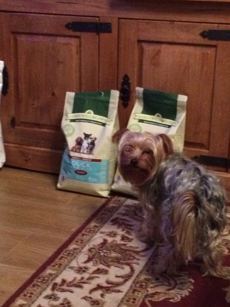 HYNES667's tweet photo. Guarding his new food https://t.co/tVzqeTTEnc