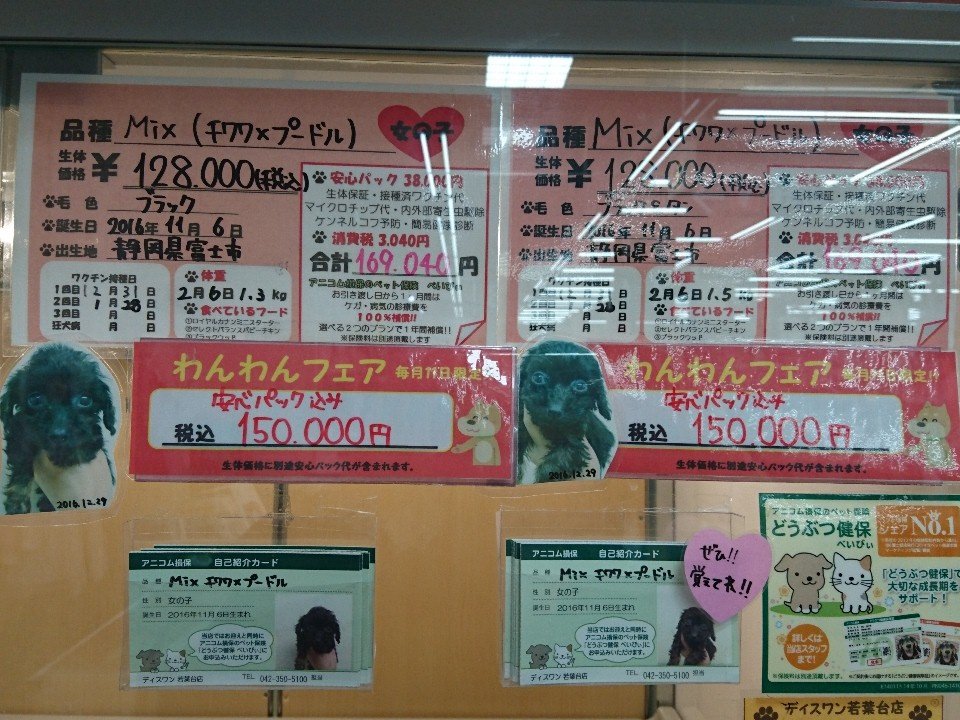 ペットショップ ディスワン若葉台店 A Twitter 本日は11日わんわんフェア開催中です 本日限りの激安価格となっております ぜひ ディスワン若葉台店へ お問い合わせ 042 350 5100 若葉台駅 ユニディ ペットショップ かわいい 犬 猫 T Co