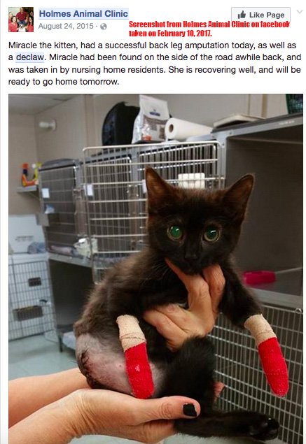 City_the_kitty's tweet image. #MyBiggestProblem is trying to end declawing. Pls sign the petition in this story. Your voice matters.#caturday bit.ly/PurinaProDecla…