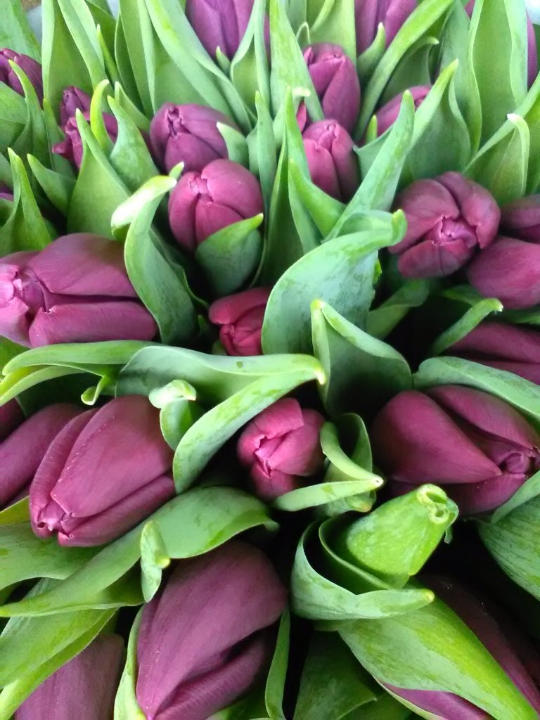 White Dove Nurseries tweet media