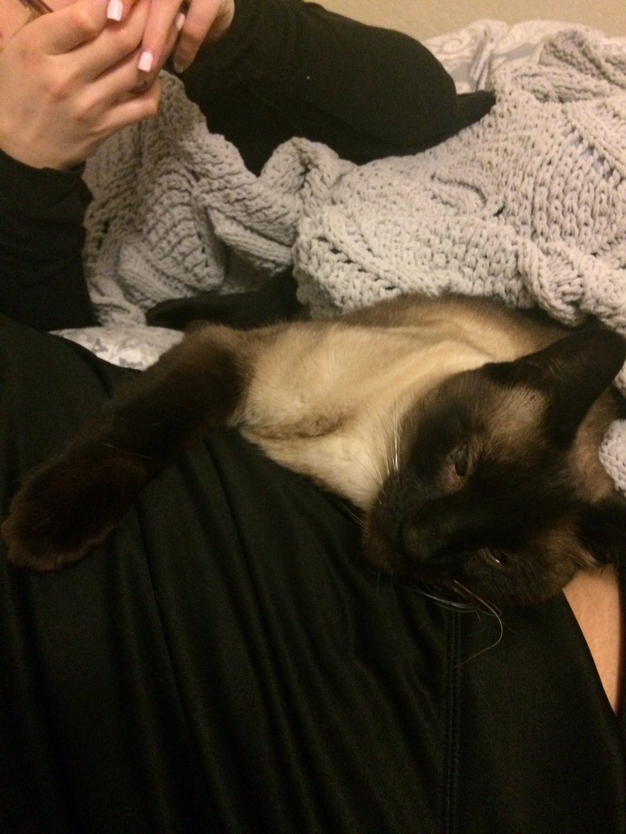 granny_carrie's tweet image. #MyBiggestProblem --Mr Kitty is playing the sympathy card  big time all cuz a little 👁 scratch!  He's in MY bedtime spot!!!