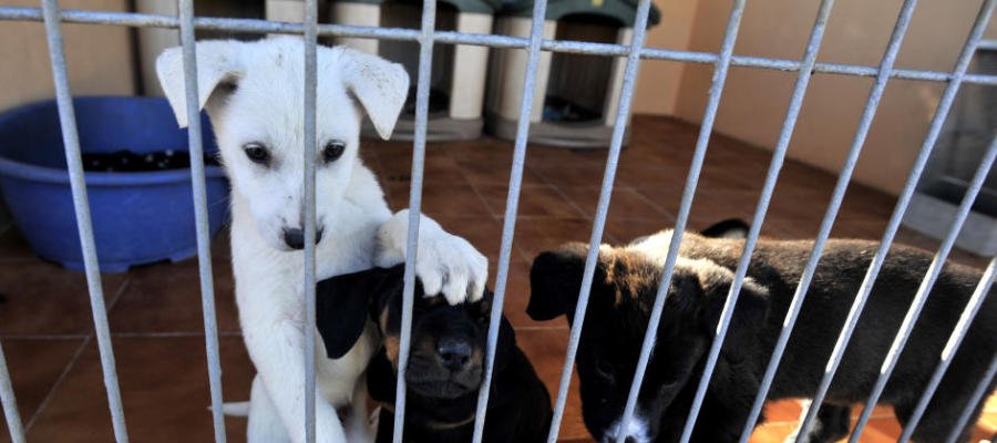 Entra en vigor en Madrid la ley que prohíbe sacrificar animales abandonados atres.red/4qfo31