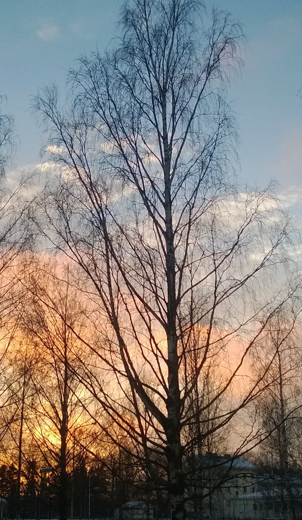 Aurinko laski illalla vain noustakseen tänä aamuna taas hitusen aikaisemmin💛 Hyvää huomenta❄