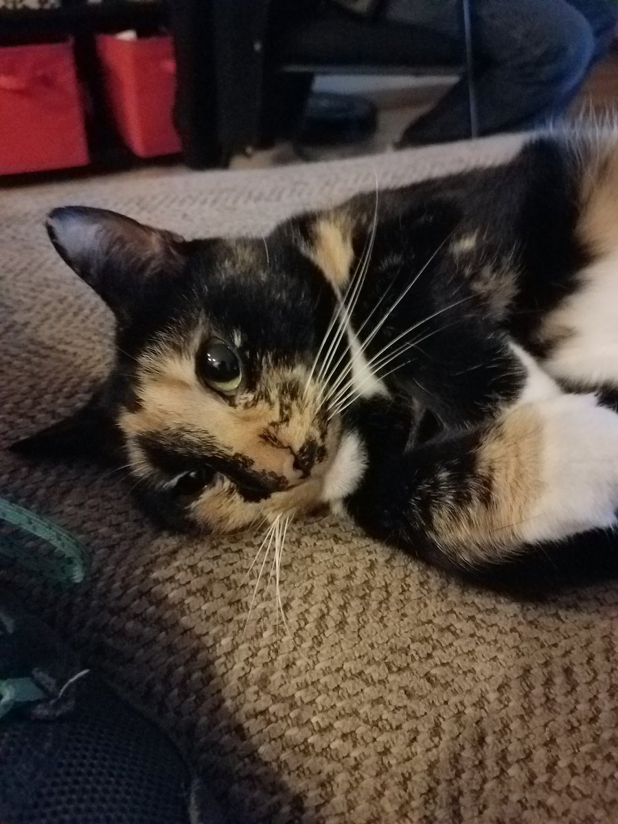 GeekyGarlicGirl's tweet photo. Hanging with some boos. #petsnotkids https://t.co/Dl7Uj15doa