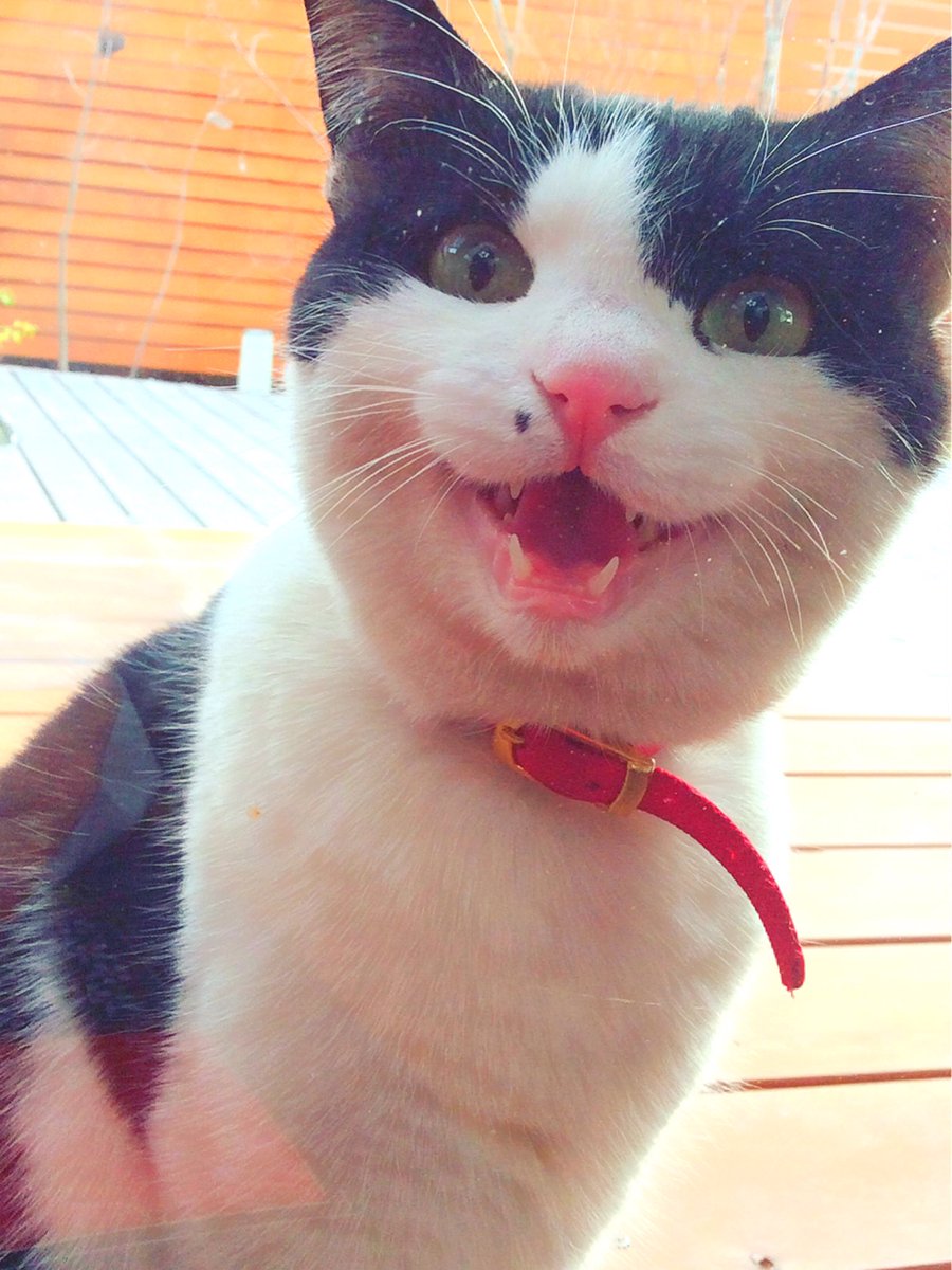 hinabo226's tweet photo. 外で鳴いてたから写真撮ったんだけどすごくかわいい😍 https://t.co/d8HwFyewlW