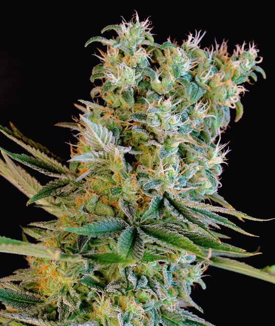 polboverde's tweet photo. #semillasmarihuana #growshop #marihuanaonline ¡¡¡Ponte en contacto https://t.co/ela6v7USyT !!! https://t.co/yw7gF43Zu8