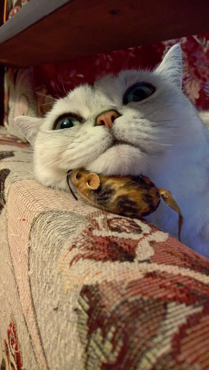 Wzor On Twitter This My Cat Akbar Six Years Old