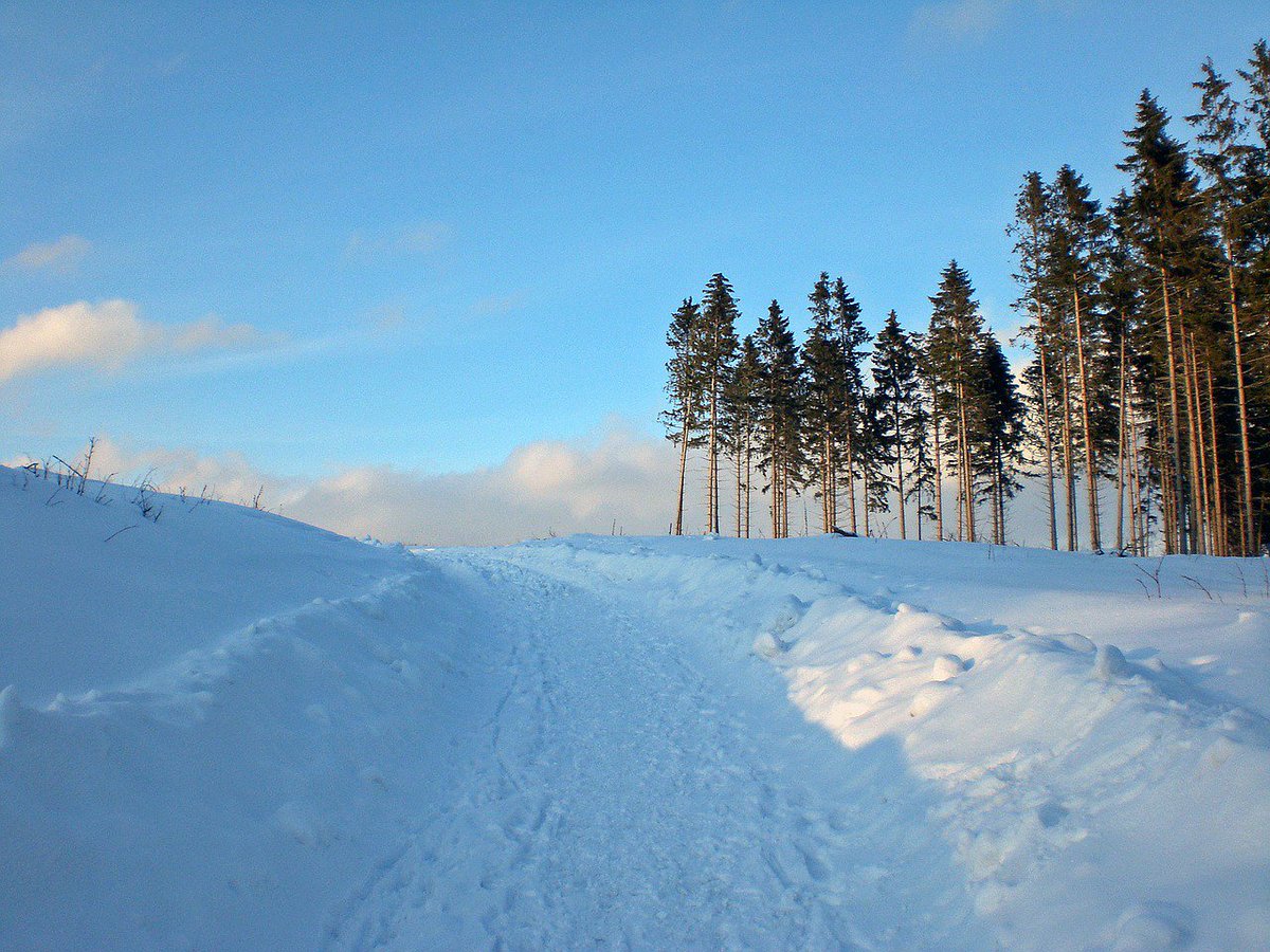 Впр на склоне зимы веселее становится февральский. Зима. Зимний склон с деревьями в снегу. Склон, деревья, зима, фото. Snow field.