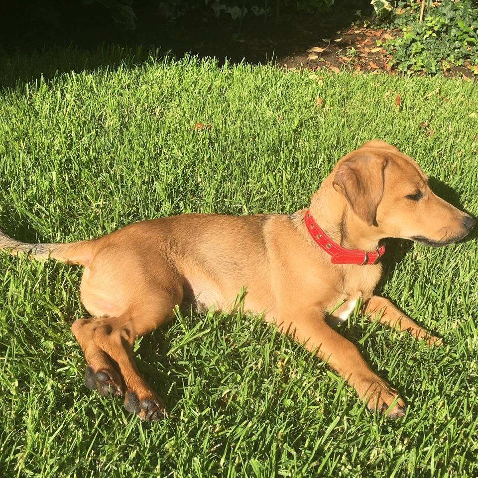 Perrito perdido encontrado  Paul Harris con Estoril. Macho 4 a 6 meses. Favor difundir para encontrar  sus dueños!! 98412268 <a href="/TonkaTP/">Tonka Tomicic</a>