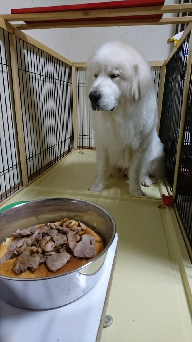 666kazuhiro666 V Twitter 3歳のお誕生日おめでとう ポーくを グレートピレニーズ ピレニアンマウンテンドッグ Greatpyrenees Pyreneanmountaindog Candemontanadeosperines Pyrenees Dog 犬 大型犬 超大型犬 T Co Yo0fmkiraa 666kazuhiro666 V Twitter 3歳のお誕生日おめでとう ポーくを グレートピレニーズ ピレニアンマウンテンドッグ Greatpyrenees Pyreneanmountaindog Candemontanadeosperines Pyrenees Dog 犬 大型犬 超大型犬 T Co Yo0fmkiraa