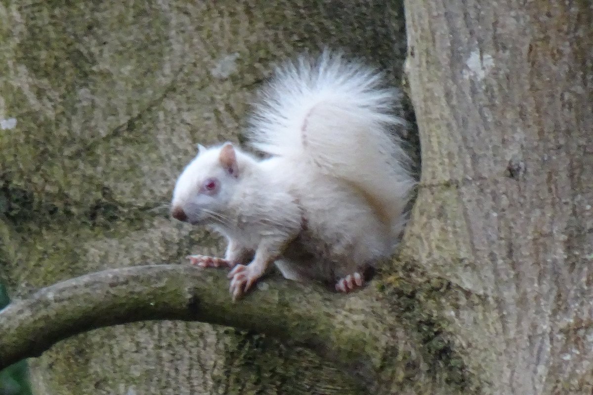 KM_newsroom's tweet image. Do you have one near you?
kentonline.co.uk/maidstone/news…