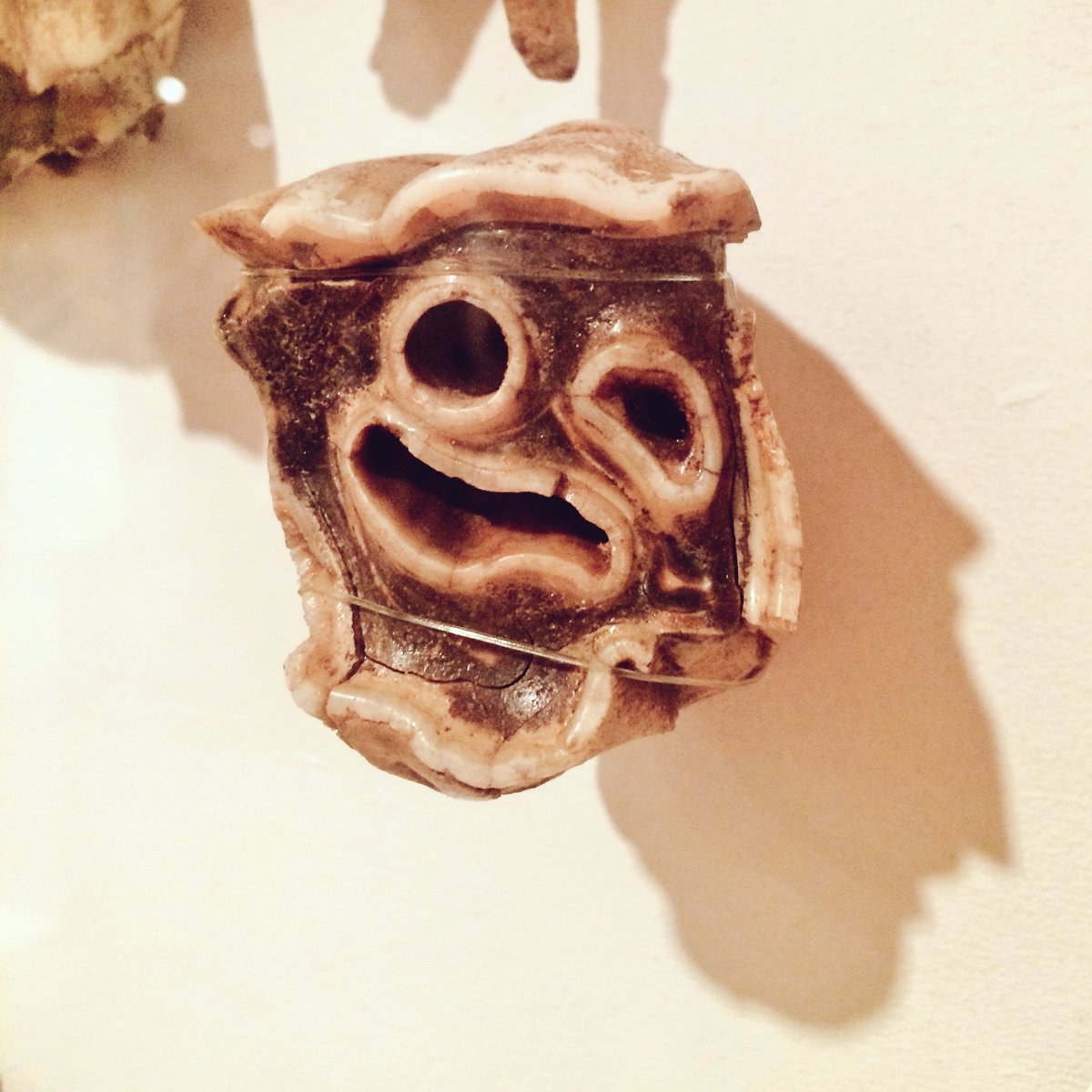 #seeingfaces <a href="/DMNature/">DM Nature Gallery</a> <a href="/derbymuseums/">Derby Museums</a> #IceAge