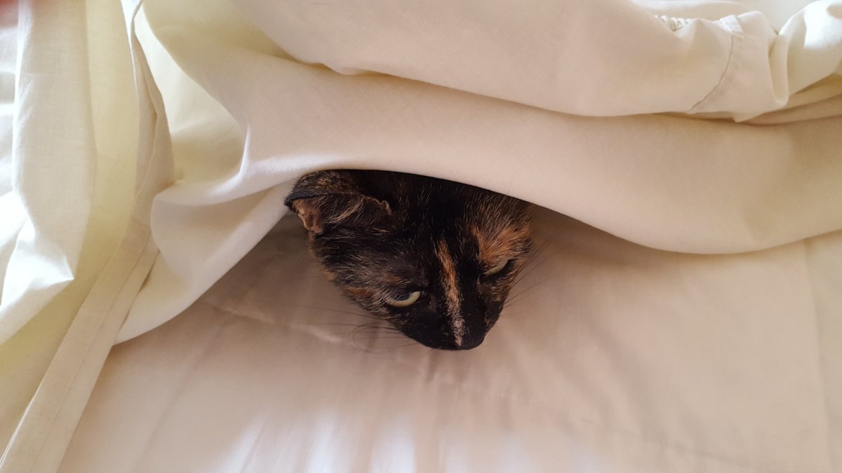 coombes_angie's tweet photo. Happy #caturday Zara's having a play this morning #BedChange https://t.co/O8fk04gTOu