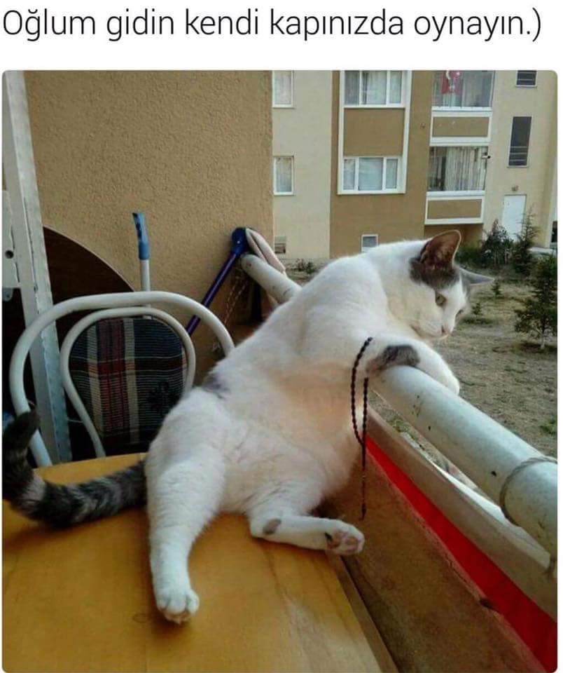 kediversite's tweet photo. Günaydın 😸 https://t.co/qi5ExQCQu2