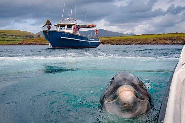 irelandcalling1's tweet photo. Hello from Fungie!
The famous Dingle dolphin popped up to say hi to @dervlaokane 
I'm sure… https://t.co/Ih3cSHaZCS https://t.co/sO6JVT7e45
