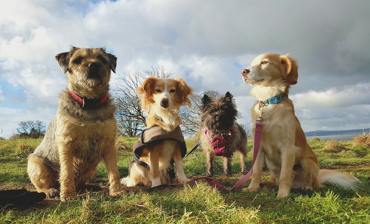 _Super_Dog tweet picture