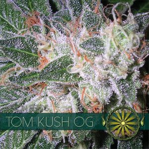 New post (Tom Kush OG) has been published on Vision Seeds - visionseeds.nl/product/tom-ku…