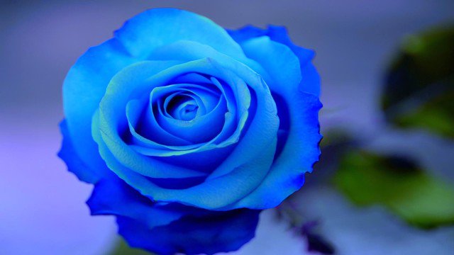 世界の花一覧 厳選 A Twitteren 青バラ 遺伝子組み換えにより誕生した花 本来 青色のバラは存在しませんがパンジーの青色遺伝子を投入することにより誕生しました 花言葉は 奇跡 や 夢が叶う 花 世界の花一覧 厳選 A Twitteren 青バラ 遺伝子組み換えにより誕生した花 本来 青色のバラは存在しませんがパンジーの青色遺伝子を投入することにより誕生しました 花言葉は 奇跡 や 夢が叶う 花