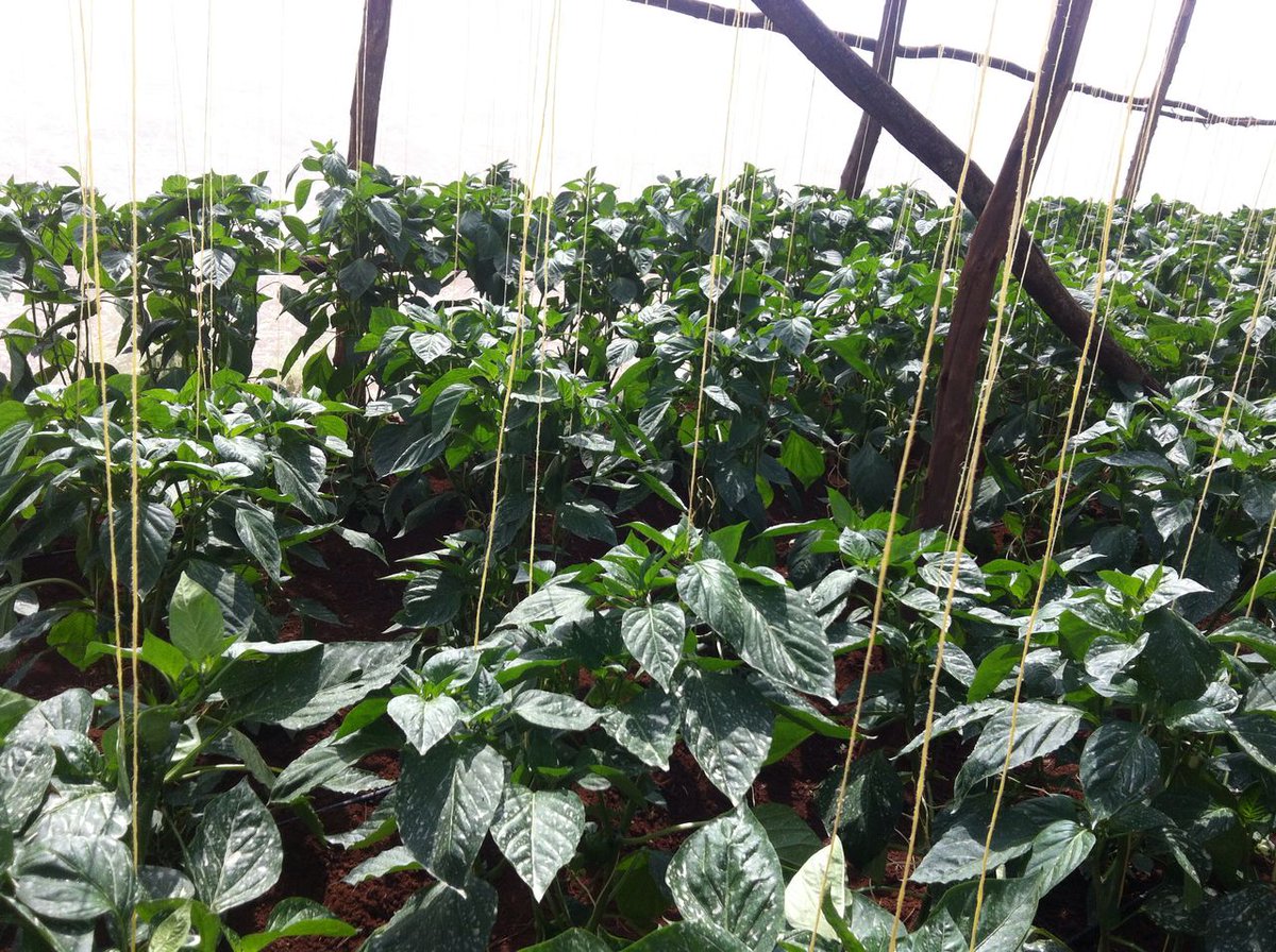 VDS_ACAMPO_BV's tweet photo. African Eggplants and Sweet Peppers at Xavier Farm in Rwamagana. Eggplants are doing well in open soil, #droubt #resistant. https://t.co/Q806LbnFx3