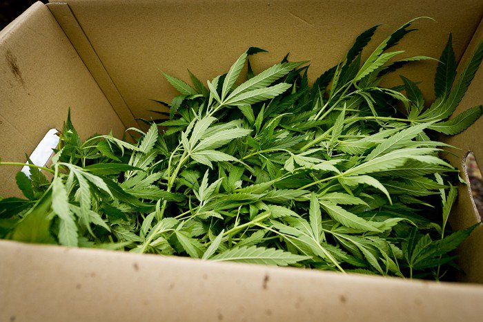 Hennepkwekerij ontdekt na bedreiging met neppistool op school in Valkenswaard ed.nl/regio/cranendo… #Valkenswaard