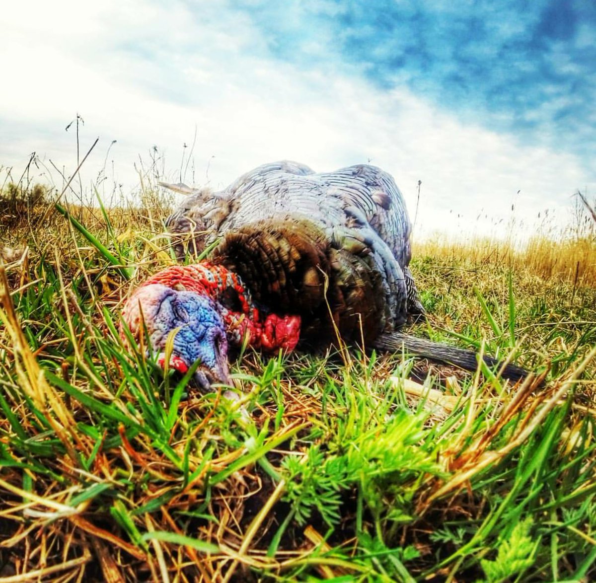 Cameron Warner tweet media