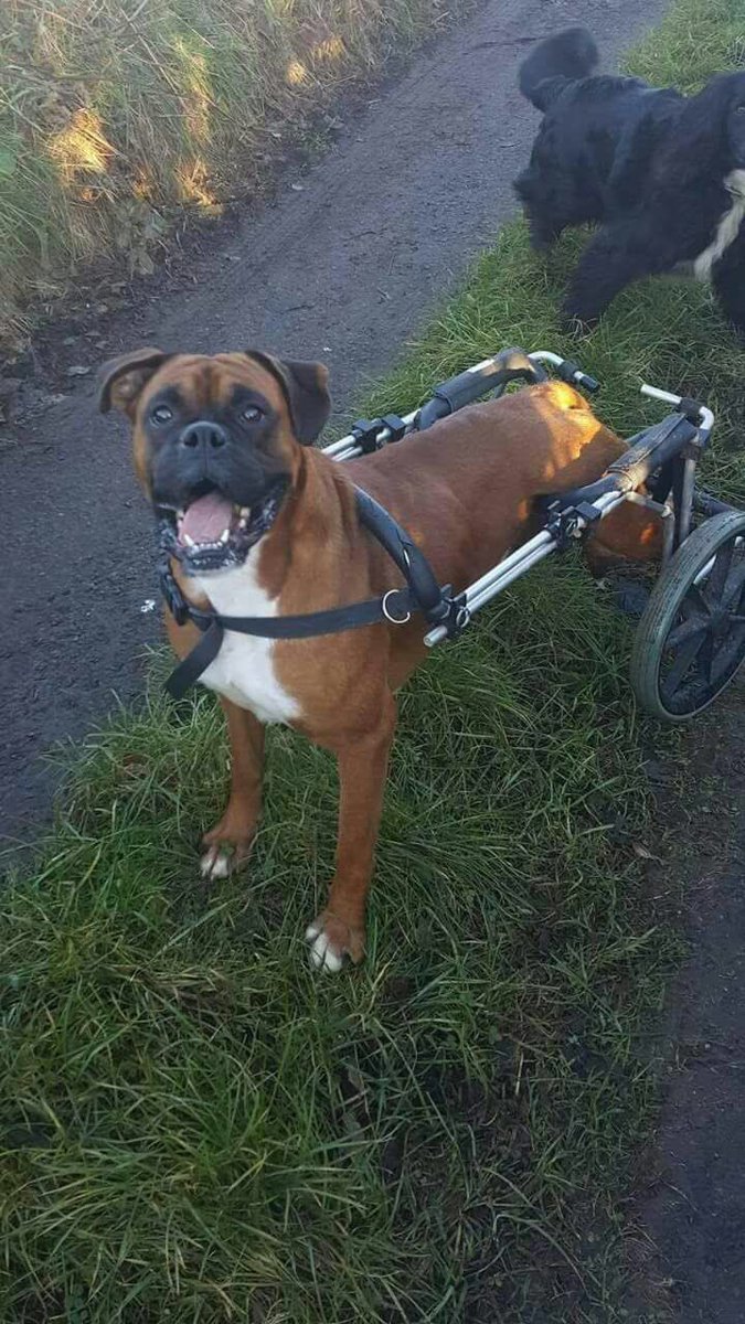 WendyAshby14's tweet photo. Emma's morning walk with Bruce #independent #livingmylifelikeitsgolden #lets help emma get her new wheels too. #please retweet #donate £10k🥅 https://t.co/ZZJl3DMOzx