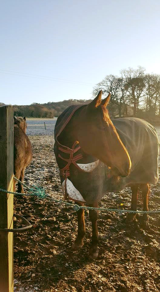 falpro_tweets's tweet photo. FALPRO star Char, Looking warm and cozy in the Sandown Medium. Thanks for sharing Samantha. #FALPRO #FALPROSTAR https://t.co/PIpTWNn8QM
