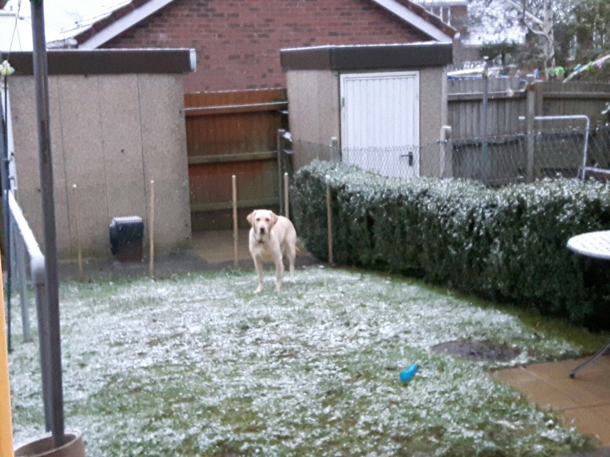 My GD Gracie being curious in the snow 🐾🐾🐾🐾🐾