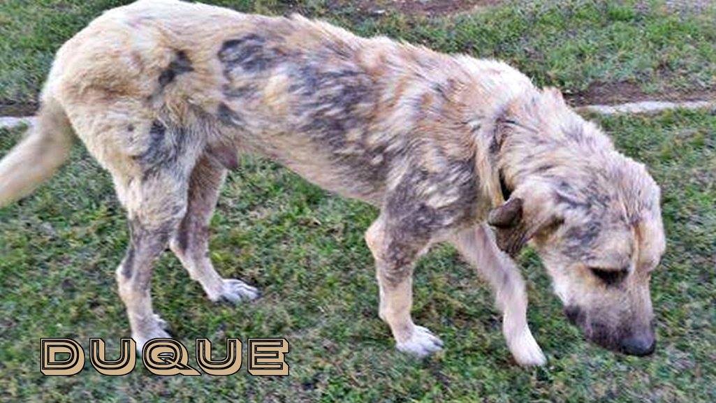 SosAbuelos1's tweet photo. Esto es... lo que dejaron de un Mastín 😡No tiene perdón. Ama las caricias, la compañía humana y canina 
Duque (7 años) Sevilla
605344792 https://t.co/cCfuNJ8eVN
