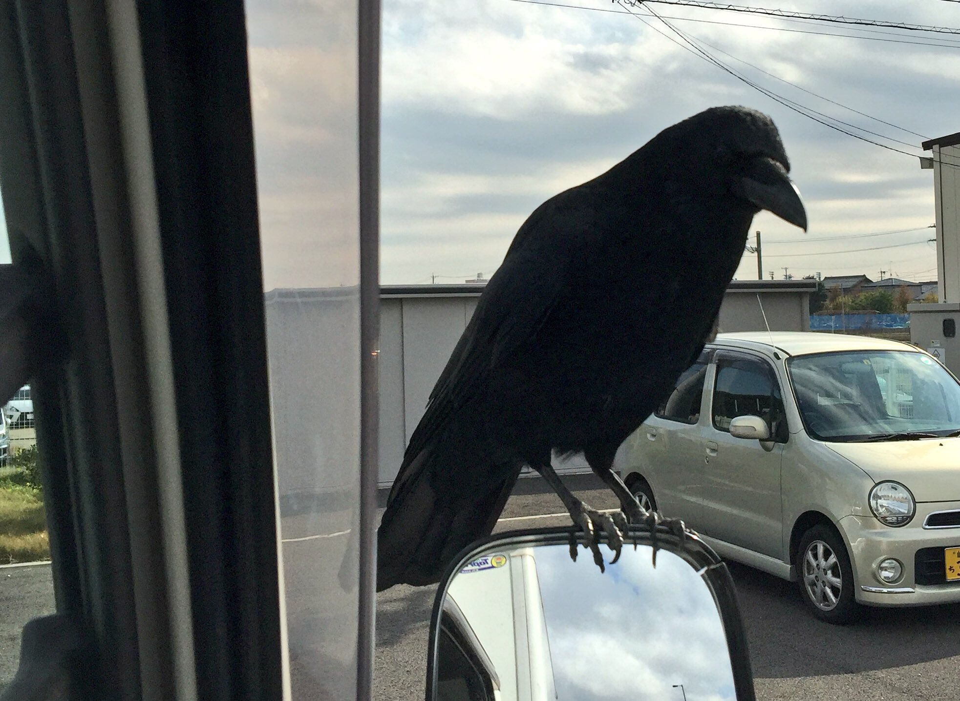 かぐや カラスに話しかけると仲良くなるのマジだよ これ俺の友達ハトウ