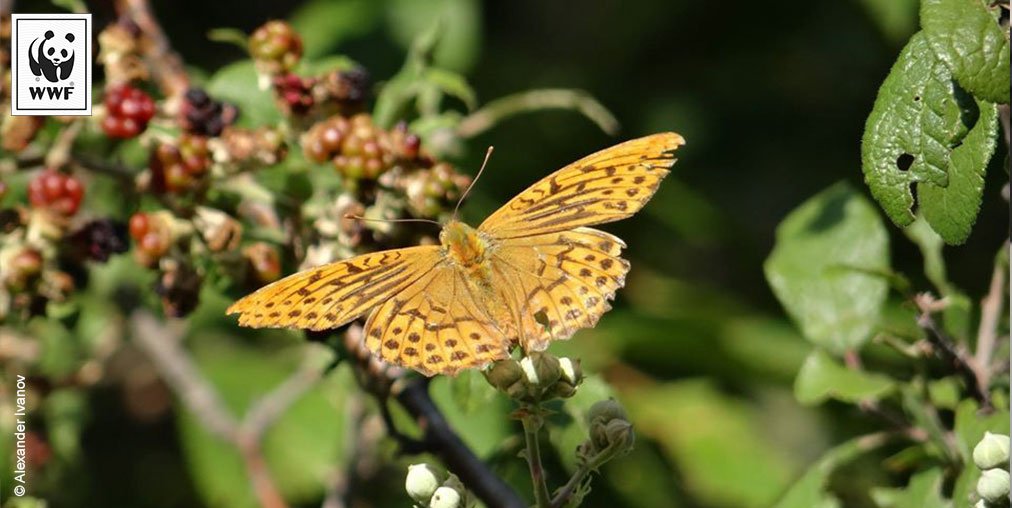 WWFFrance's tweet photo. Des projets de construction menacent les forêts de Pirin. Il faut agir au plus vite. → https://t.co/j47eZNRigH #SavePirin https://t.co/gNHenzSCsl