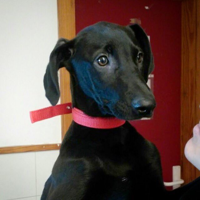 modepran's tweet photo. Karen,3 meses,acaba de entrar en la prote.Ha sido encontrada en la c/Navarro Cabanes de Valencia.Está asustada y necesita #adopción . #perro https://t.co/UXZdDC3yZ9