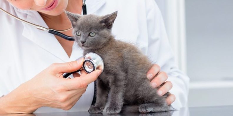 VetSupportPlus's tweet image. The @BritishVets Association have released a response to PM Theresa May's #Brexit statement goo.gl/LPDsYz