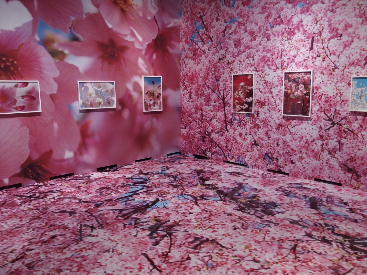 100 Bahram En Twitter 蜷川実花 展 静岡県立美術館より 桜 壁も床も写真 展示空間をもここまでアートにした写真展ってなかなかないと思う 100 Bahram En Twitter 蜷川実花 展 静岡県立美術館より 桜 壁も床も写真 展示空間をもここまでアートにした写真展ってなかなかないと思う