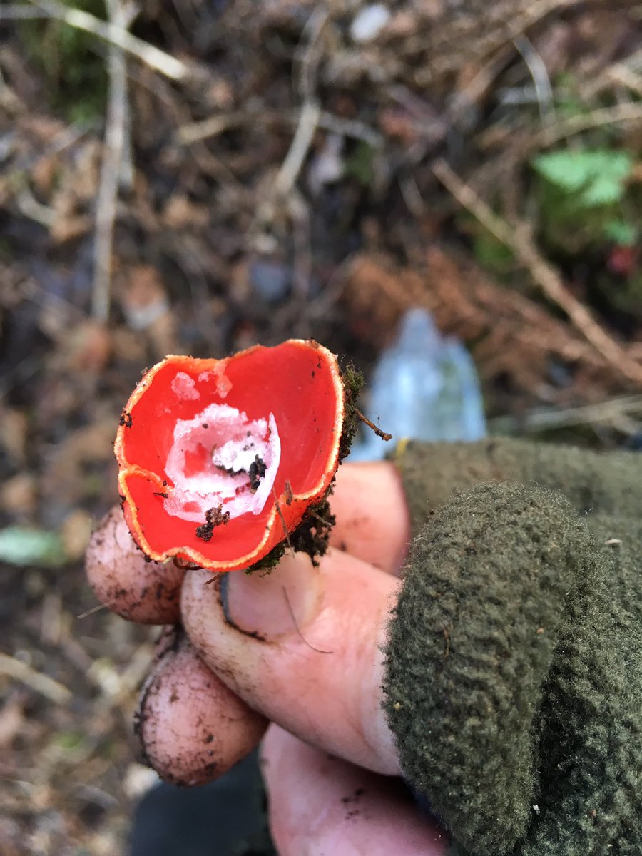 GaryGoldie's tweet photo. Frost in an elfcup https://t.co/PSU2NQ5bnf