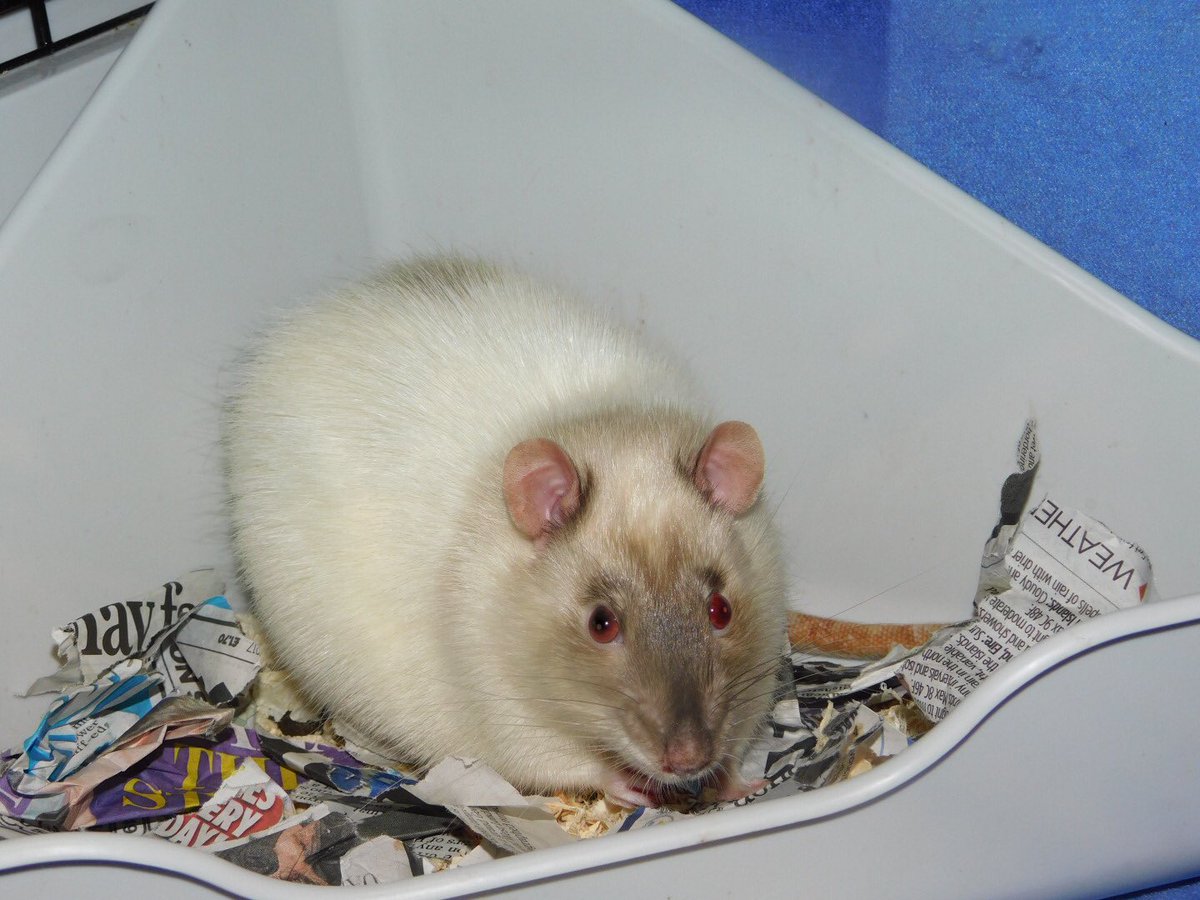BaileyTheRat's tweet photo. Happy to say Bandit is settling in very well! 

After a rocky start in life after being used for breeding and nothing else.

He is now loved https://t.co/eu97JxxLBD